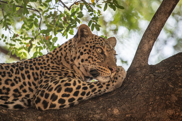 A leopard sleeping on a Tre branch in the wild