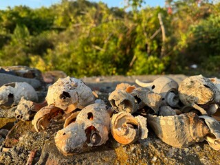 Broken shells lined up on a rock