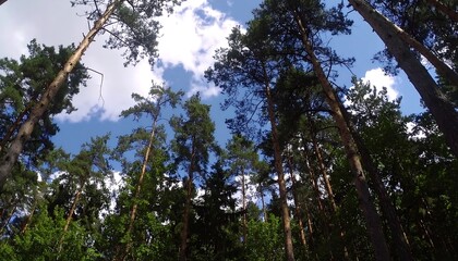 Obraz premium Lush forest canopy