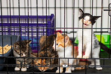 Adorable Kittens in a Shelter Cage Awaiting Adoption
