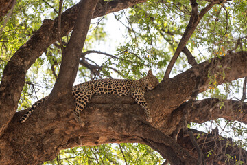 A leopard sleeping on a Tre branch in the wild