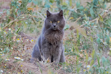 a gray cat sitting in a field of wild plants with a focused and serious expression
