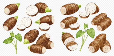 An illustrated collection of taro roots, shown whole, halved, and sliced, with their green leaves.