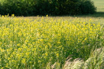 Bright yellow wildflowers bloom in a sunlit field during the warm spring afternoon