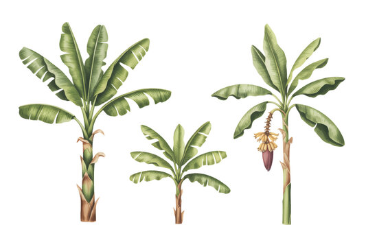 Watercolor banana trees and tropical leaves isolated on white.