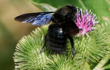 a large carpenter bee (xylocopa violacea) with black fur on a thistle flower