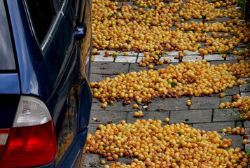 ripe yellow mirabelle plums fallen on a stone driveway next to a blue car