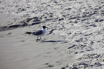 A black, gray and white seagull in the sand