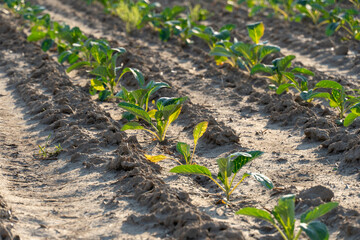Tobacco plants growing in rows under sunlight on a farm in the countryside during the daytime