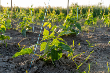Young bean plants growing in a sunlit field during the early evening hours