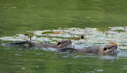 two muskrats (ondatra zibethicus) swimming in a pond or lake