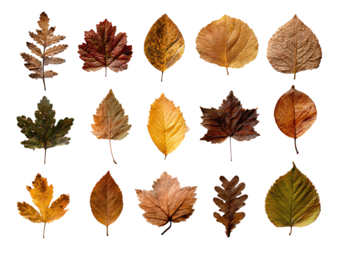 Collection of autumn leaves pressed flat and organized with equal spacing, warm tones, isolated on transparent background.
