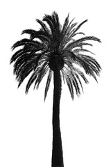 Obraz premium A palm tree silhouette with curved trunk and evenly spread fronds, clean and centered, isolated on transparent background. 