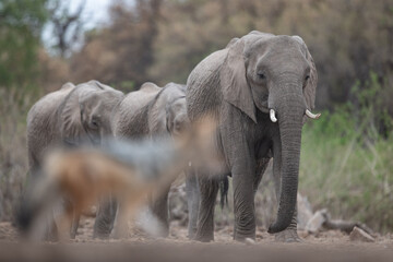 A herd of elephants with a blurred jackal passing in front of them