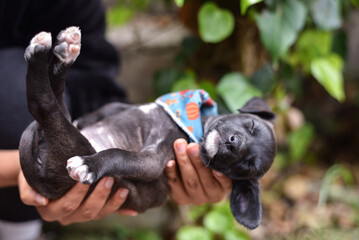 A Cute Grey, Brown, Black Puppy with White Paws and Bandana Resting in Hands