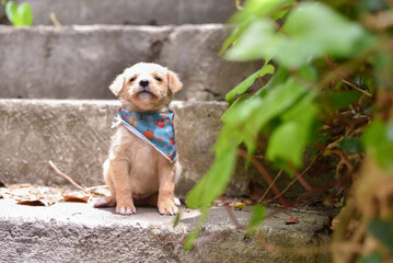 A Cute White Puppy with Bandana Sitting on Stairs