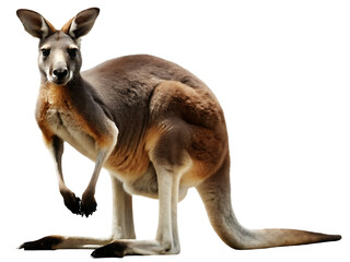 Red kangaroo standing on white background isolated on a transparent background