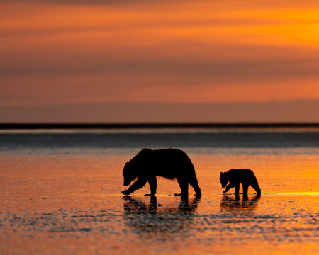 Sunrise mother bear and her cub on the beach
