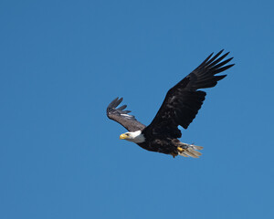 Adult bald eagle flying with a fish