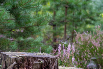 spider web on the HEATHERS, IN THE FOREST