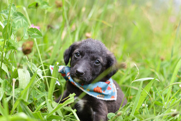 A Cute Black and Brown Puppy with Bandana Lying in a Meadow
