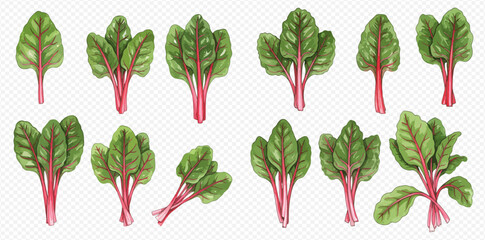 A set of watercolor illustrations depicting fresh Swiss chard leaves and bunches with vibrant red stems.