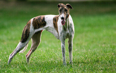 greyhound