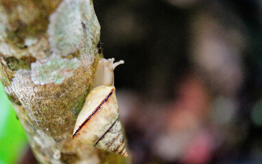 Close-up macro photograph of garden snail crawling on textured tree bark showing natural spiral shell pattern and organic surface details