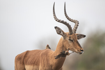 an impala with an oxpecker bird on its neck