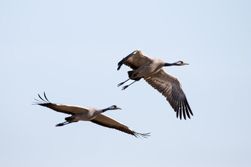 Two common cranes ( grus grus ) in flight