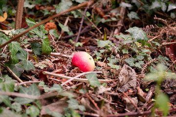 Rosy red apple on the ground