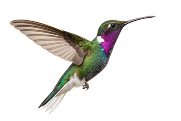 Fototapeta premium A beautiful and colorful hummingbird with iridescent green and purple feathers captured in motion while flying against a clean white isolated background