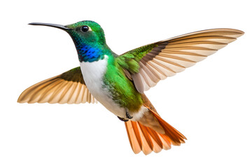 Obraz premium Colorful hummingbird in flight with vibrant plumage, isolated on a transparent background, showcasing detailed feathers and beauty