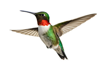 Fototapeta premium A vibrant male Ruby-throated Hummingbird with an iridescent red gorget and green feathers, captured in mid-flight while hovering isolated on a white background