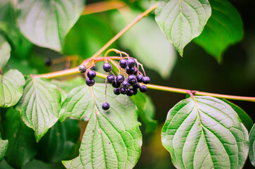 Close-up of delicate pink berries on a spindle tree branch