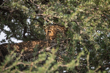 a leopard cub camouflaged in a tree