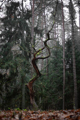Twisted Mossy Sentinel in a Fog-Covered Enchanted Forest