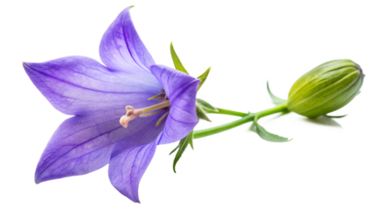 Closeup of a single purple balloon flower with a bud, isolated on transparent background, showcasing its delicate petals and intricate details