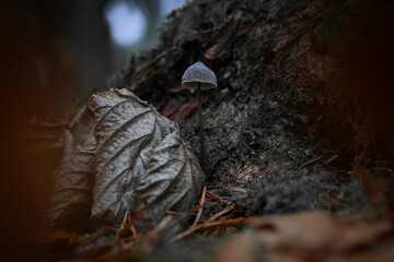 Solitary Mushroom Emerging Beside Curled Forest Leaves in a Quiet Autumn Scene