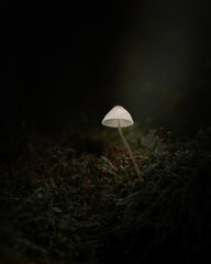 Graceful White Mushroom Catching Light in a Dark and Peaceful Forest Floor Scene