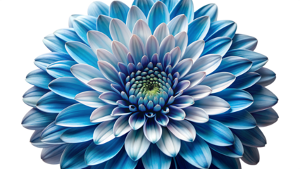 A vibrant blue and white chrysanthemum flower in full bloom, isolated on transparent background, showcasing its intricate petal arrangement