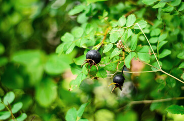 Macro Shot of Dark Blue Rose Hips on a Bush in Nature