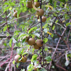 Russet apples on a tree example