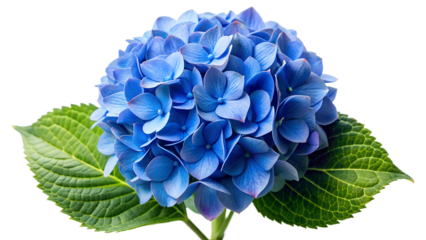 Closeup of a beautiful blue hydrangea flower with green leaves, isolated on transparent background, showcasing its delicate petals and vibrant color