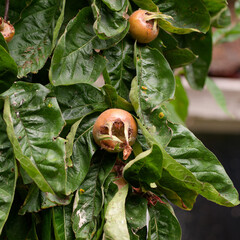 Medlar fruit on a tree