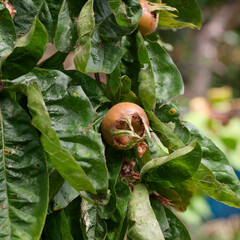 Medlar fruit on a tree