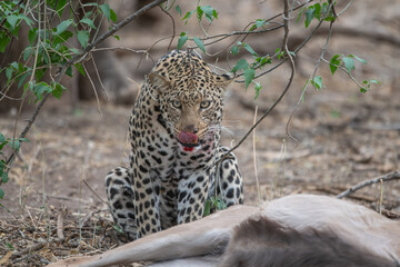 A leopard and its prey, a kudu, eating after the hunt