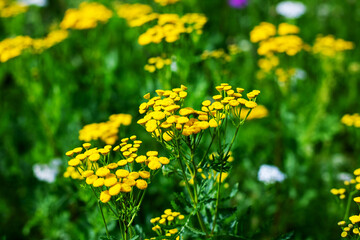 Vibrant Yellow Wildflowers Are Blooming Beautifully in the Meadow