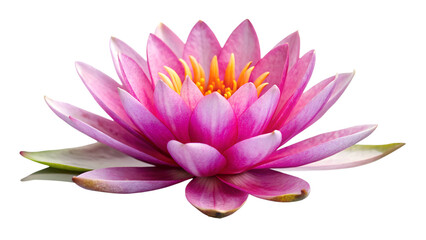 Closeup of a beautiful pink lotus flower isolated on transparent background, showcasing its delicate petals and vibrant colors in a studio shot