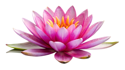 Closeup of a beautiful pink lotus flower isolated on transparent background, showcasing its delicate petals and vibrant colors in a studio shot